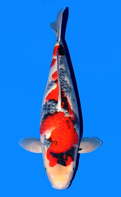 The Koi Matsuri – Premium Breeder Auction NO. 11 Archives - Kodama