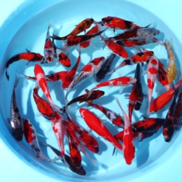 Hiroi mix - koi #y0200w013