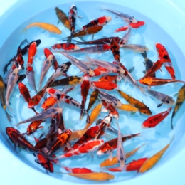 Otsuka mix - koi #y0200w014
