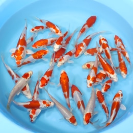 Kikusui - koi #y0300st004