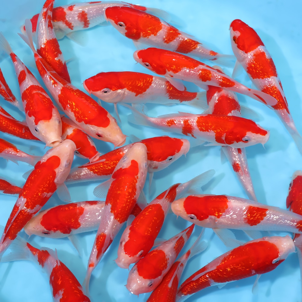 Ginrin Kohaku - koi #y0300st006 - Shinoda Koi Farm