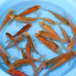 Build A Pack Golden Corn - koi #y0300st012