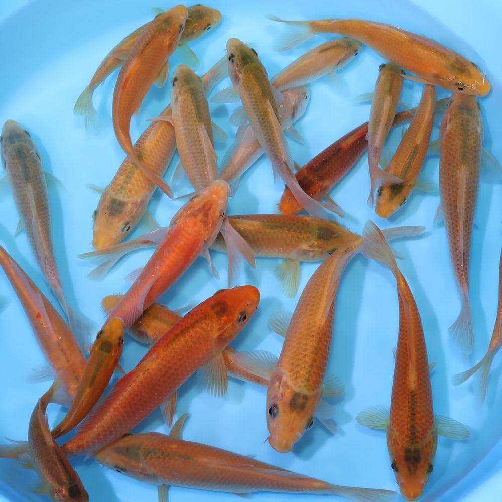 Build A Pack Golden Corn - koi #y0300st012 - Image 2