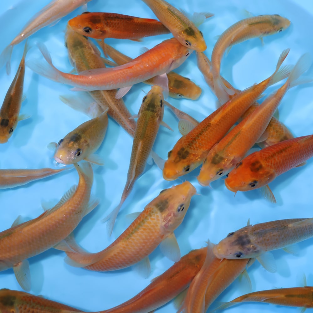 Build A Pack Golden Corn - koi #y0300st012 - Image 3