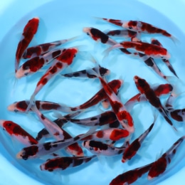 Budogoromo - koi #y0300st017