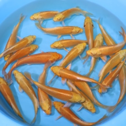 Izumiya Koi Farm Archives - Kodama Koi Farm