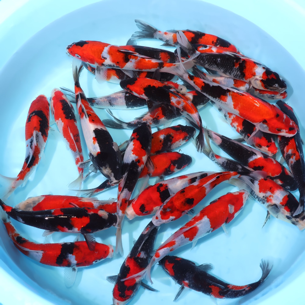 Showa - koi #y0300st026 - Sekiguchi Koi Farm