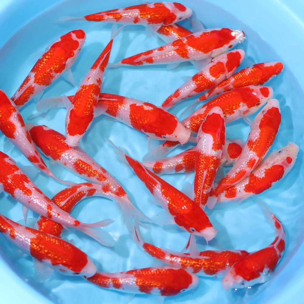 Ginrin Kohaku - koi #y0300st037 - Marusen Koi Farm