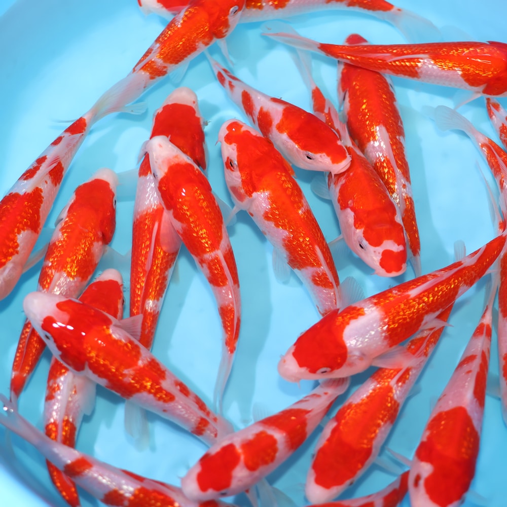 Ginrin Kohaku - koi #y0300st037 - Marusen Koi Farm