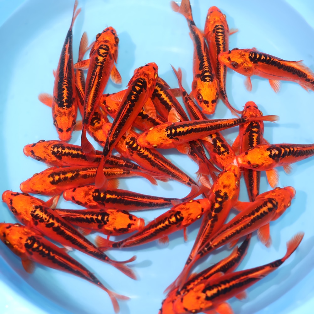 Mizuho Ogon - koi #y0300st040 - Marusei Koi Farm