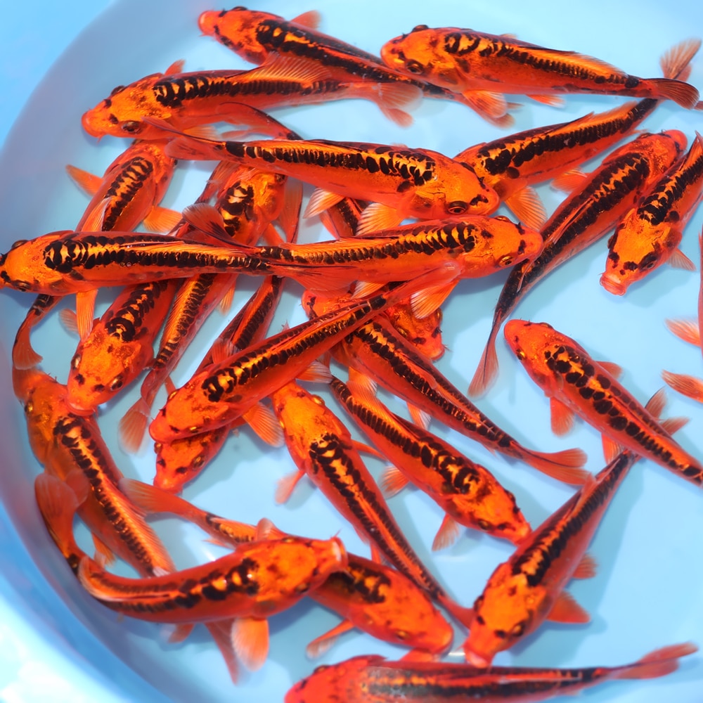 Mizuho Ogon - koi #y0300st040 - Marusei Koi Farm