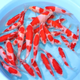 Kohaku - koi #y0300st042