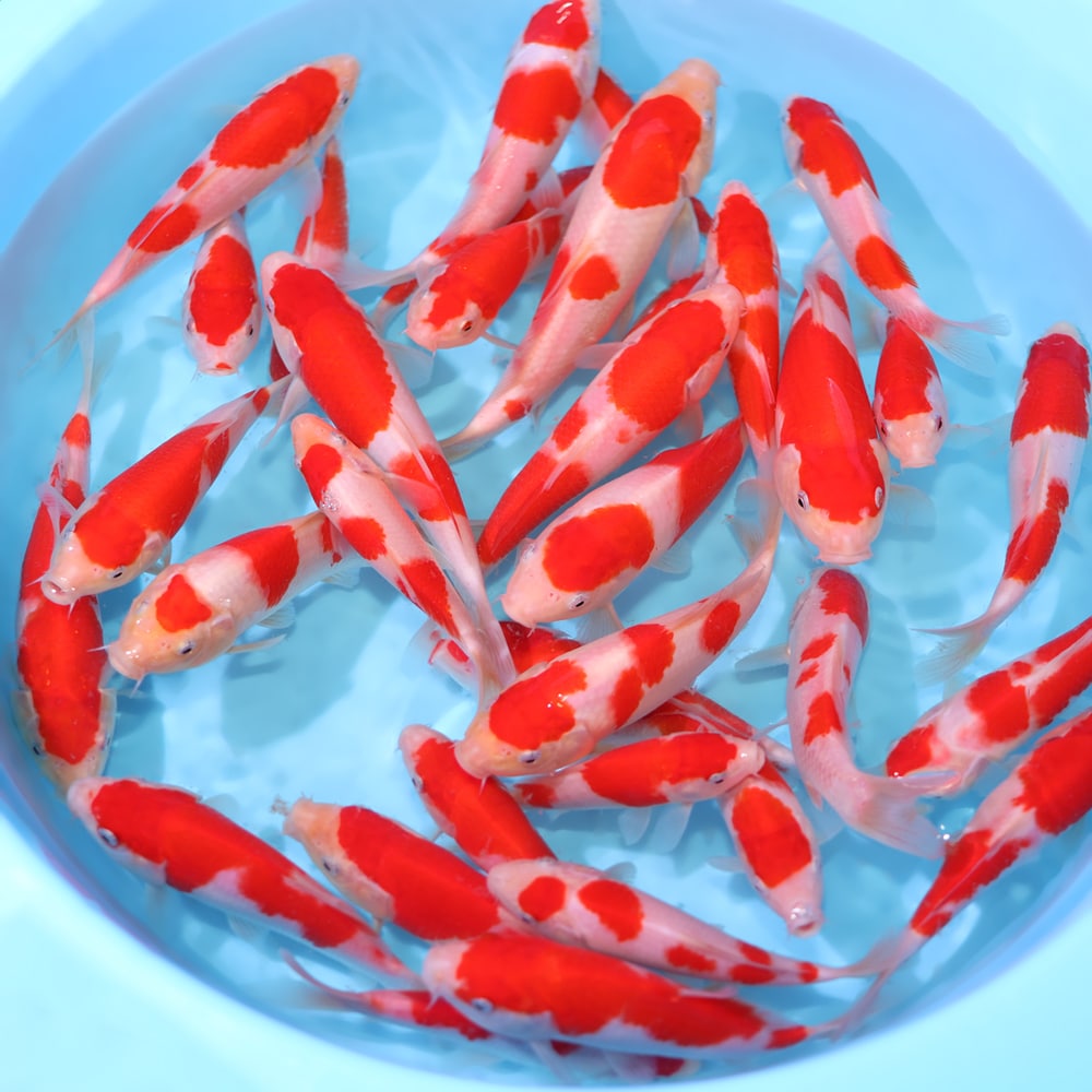 Kohaku - koi #y0300st042 - Side View