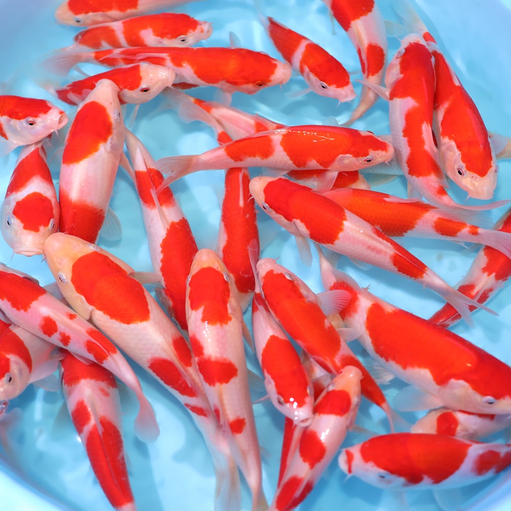 Build A Pack Kohaku - koi #y0300st042 - Image 3