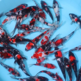 Showa - koi #y0300st052