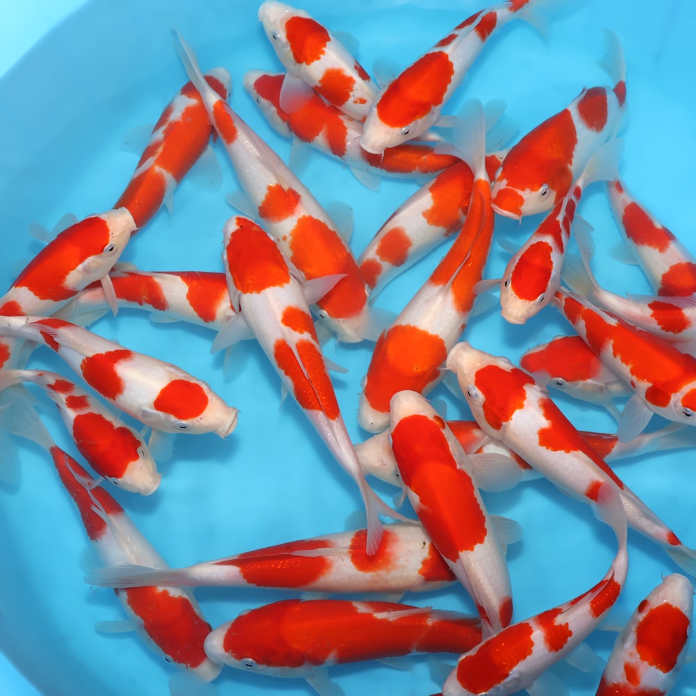 kohaku 12.5