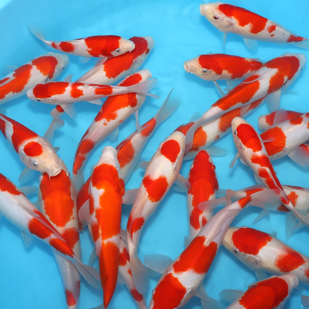 kohaku_2929 Kohaku - koi #y0430s032 - Dainichi Koi Farm