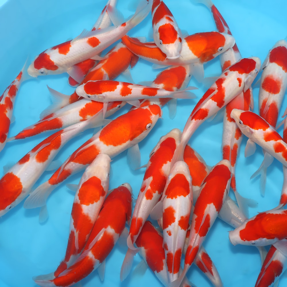 Kohaku - koi #y0300st053 - Dainichi Koi Farm