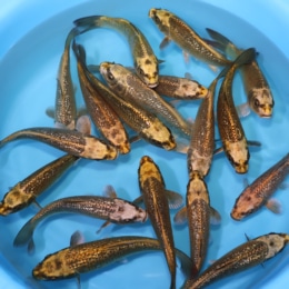 Izumiya Koi Farm Archives - Kodama Koi Farm