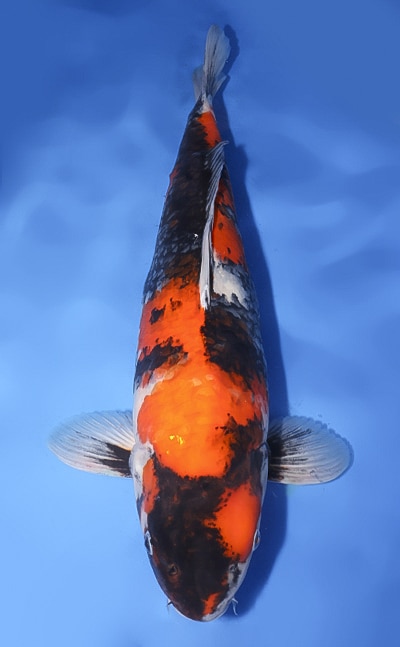 Showa - koi #y0310m043 - Miyatora Koi Farm