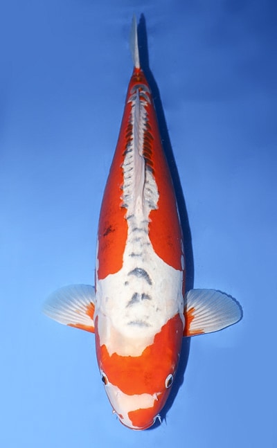 Shusui - koi #y0316m017 - Miyatora Koi Farm