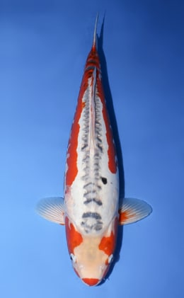 Miyatora Special Auction Archives - Kodama Koi Farm