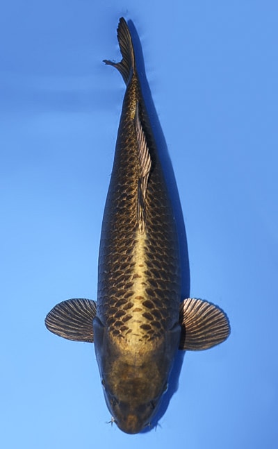 Miyatora Special Auction Archives - Kodama Koi Farm