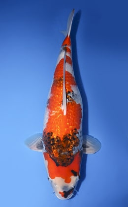 y0213a Archives - Kodama Koi Farm