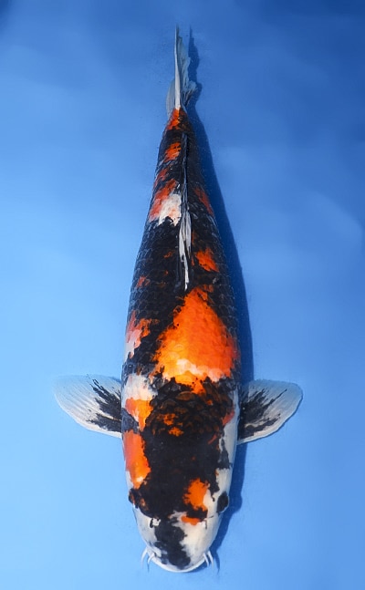 Showa - koi #y0323m010 - Marusei Koi Farm