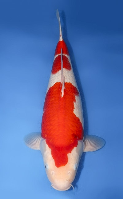 Kohaku - koi #y0323m031 - Marusei Koi Farm