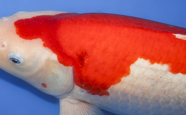 Kohaku - koi #y0323m031 - Marusei Koi Farm