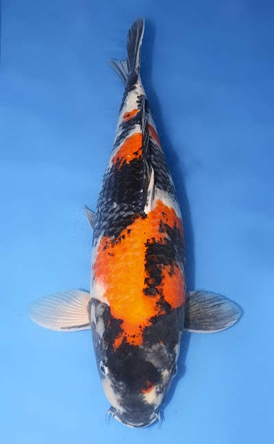 鯉ザオ Showa - koi #y0323m033 - Marusei Koi Farm