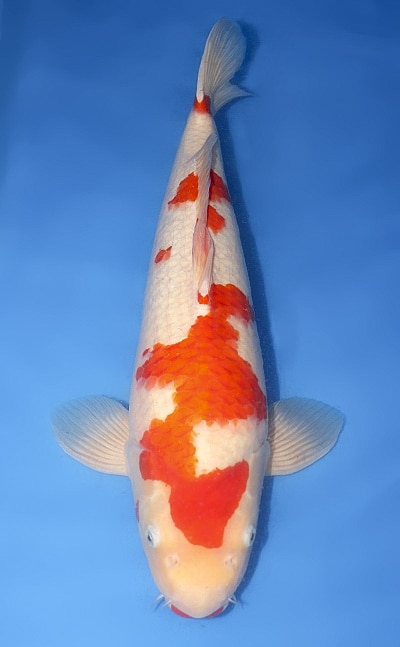 Kohaku - koi #y0323m036 - Marusei Koi Farm