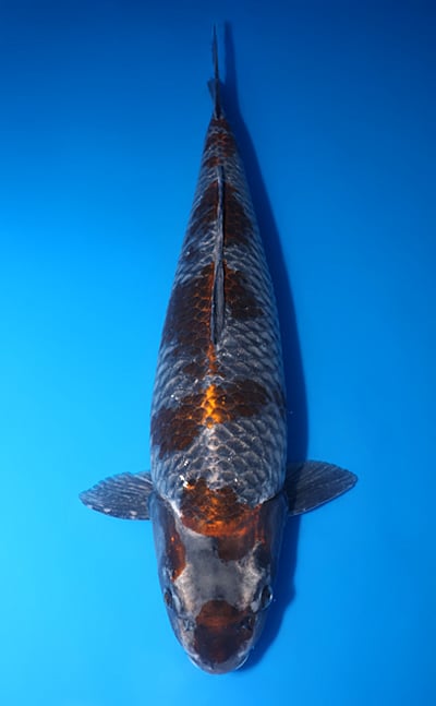 Sold Koi - Kodama Koi Farm