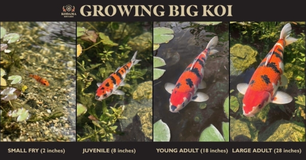 How to Grow Big Koi: Guide to Large Koi Growth with a Healthy Pond