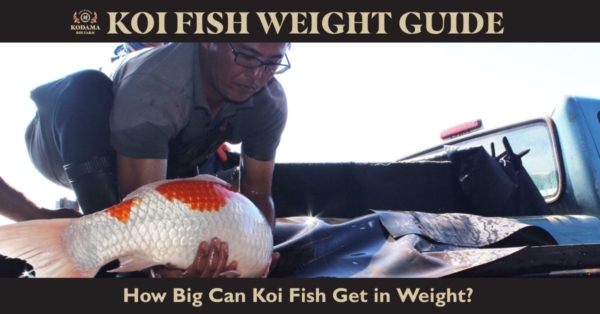 Koi Fish Weight, Calculator, & In-Depth Guide to Growth Factors