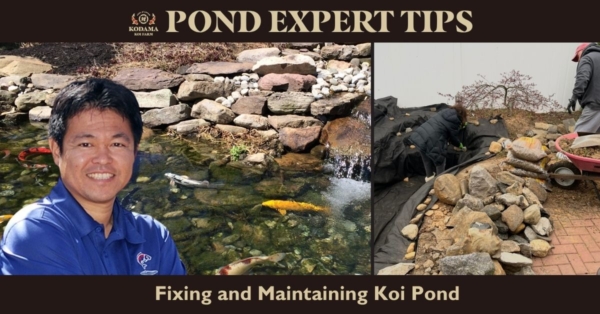 Expert Tips for Maintaining and Fixing Koi Pond Issues