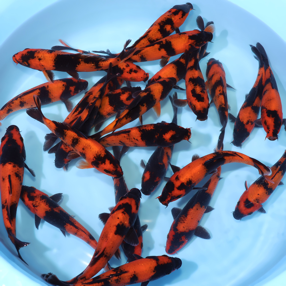 Sold Koi - Kodama Koi Farm