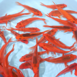 Oya Koi Farm Archives - Kodama Koi Farm