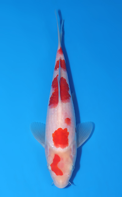 Koi Auction - Buy Online the Best Nishikigoi from Niigata, Japan