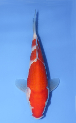 Miyoshiike Koi Farm Archives - Kodama Koi Farm