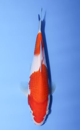 x0317a Archives - Kodama Koi Farm