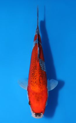 Miyoshiike Koi Farm Archives - Kodama Koi Farm