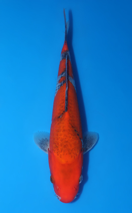 Shop the Best Koi Fish for Sale - Hand-Picked from Japan's Top