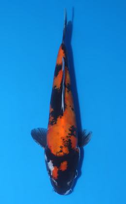 x0113a Archives - Kodama Koi Farm