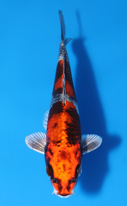 Shop the Best Koi Fish for Sale - Hand-Picked from Japan's Top