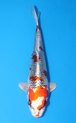 x0113a Archives - Kodama Koi Farm