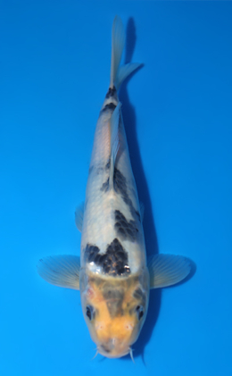 Mano Koi Farm Archives - Kodama Koi Farm