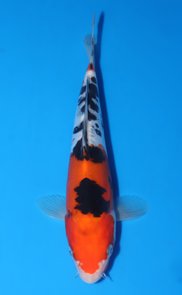 x0204s Archives - Kodama Koi Farm