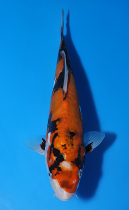 Koromo Showa Archives - Kodama Koi Farm